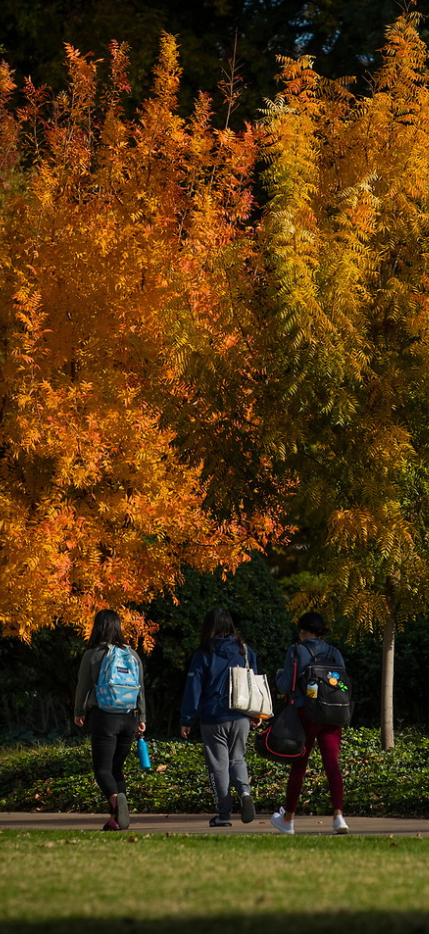 Students walking with Fall colors on trees