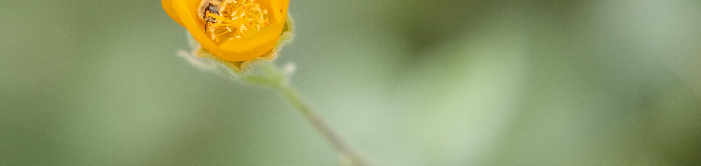 Native California Flower
