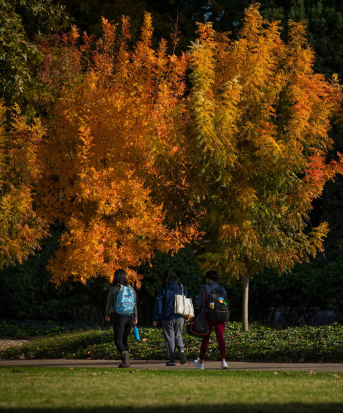 CNAS Scholarships, students walking in Fall