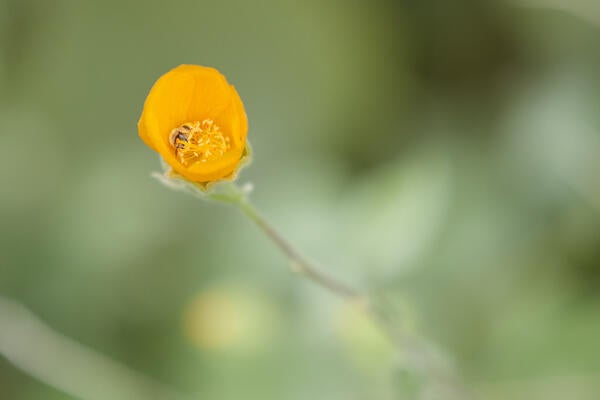 Native California Flower